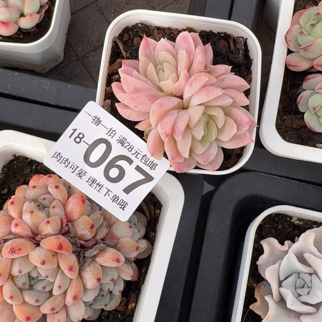 奶油美人无盆土发货