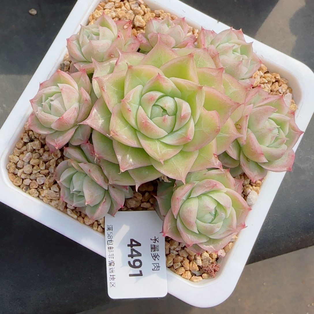 潘多拉，4491多肉植物