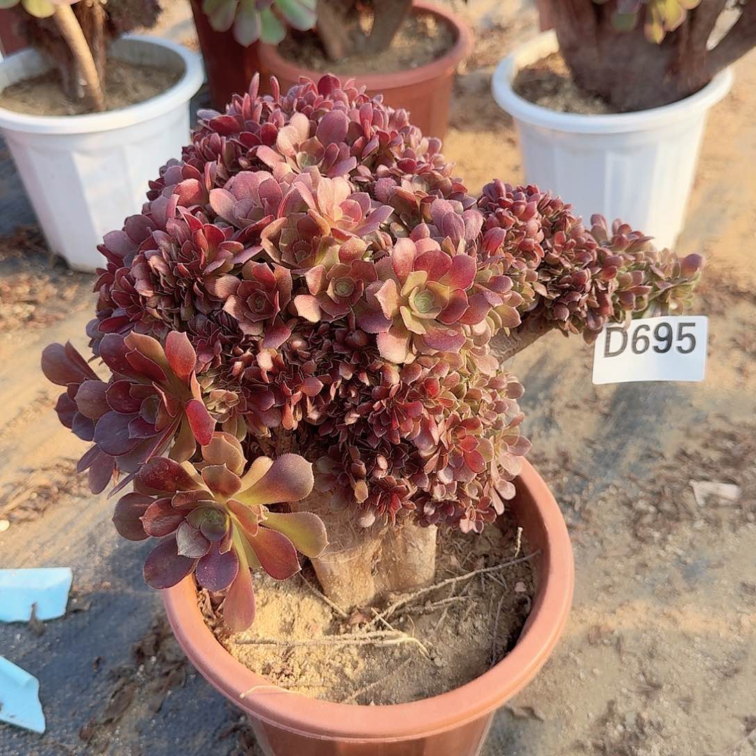 695玫瑰朵多一颗