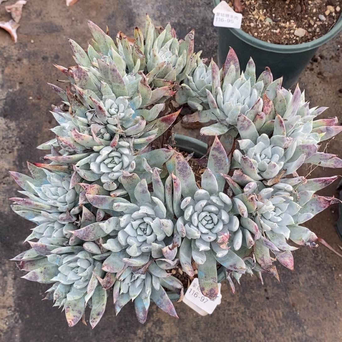 97号流丹白毫大群