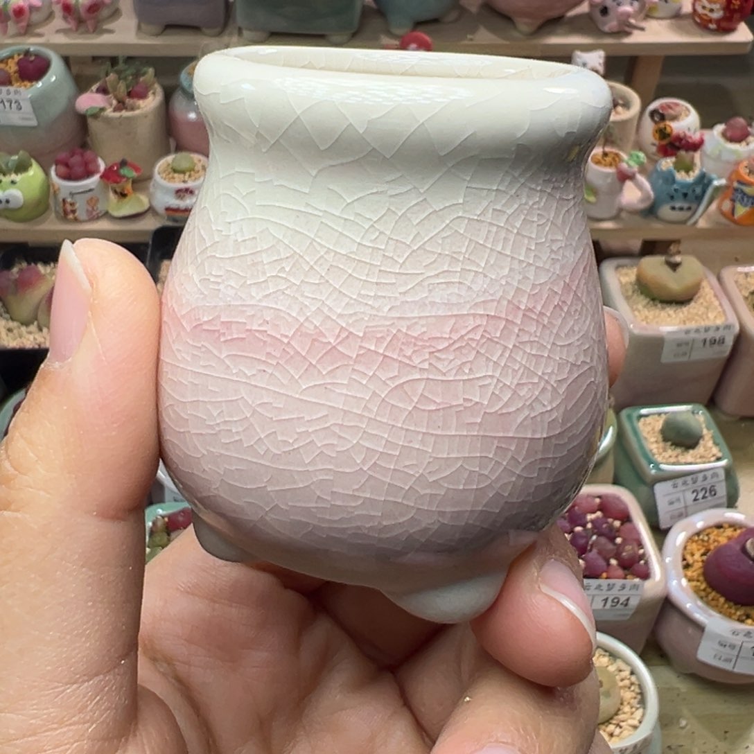 舞**蹈多肉植物274号花盆