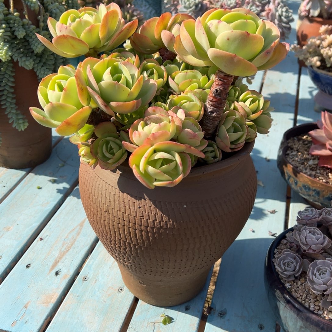 珍***生碧桃多肉植物带盆不包物流费