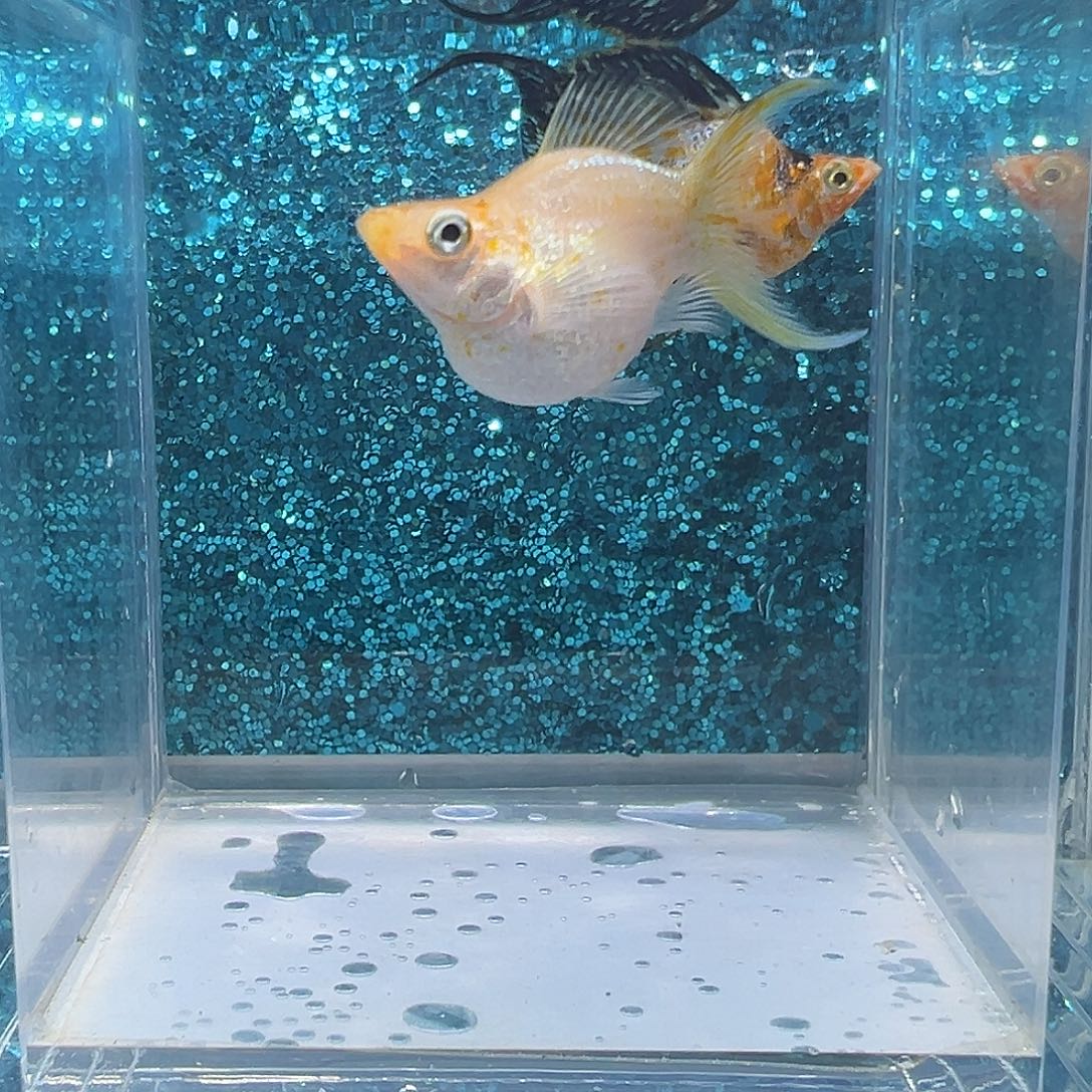 孔雀鱼果冻皮卡丘玛丽一对0015