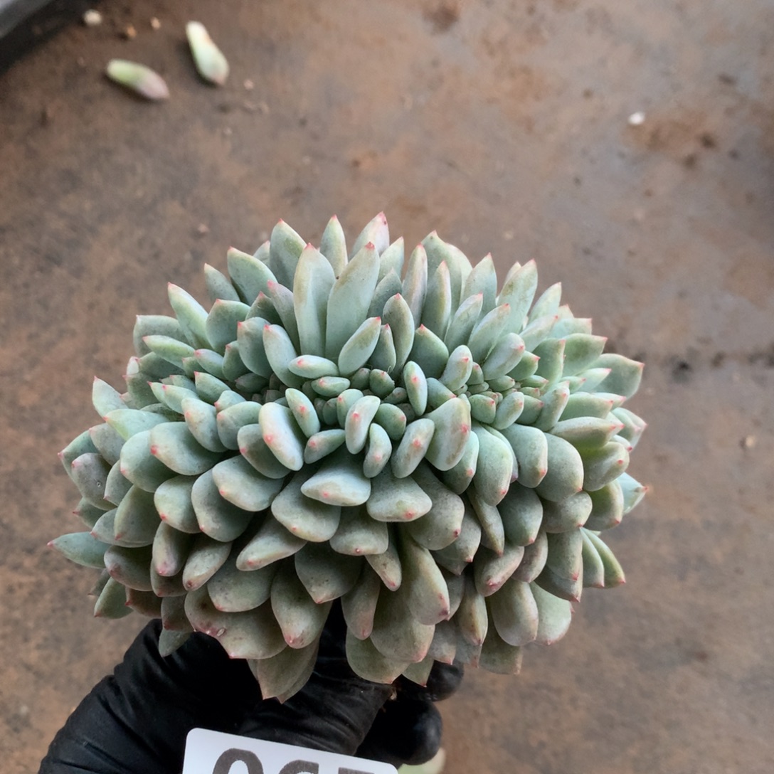 蒲***英065号  送一个00000000000