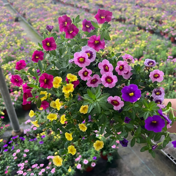 百万小玲舞春花盆栽带花苞爬藤植物易养开花多适合阳台庭院