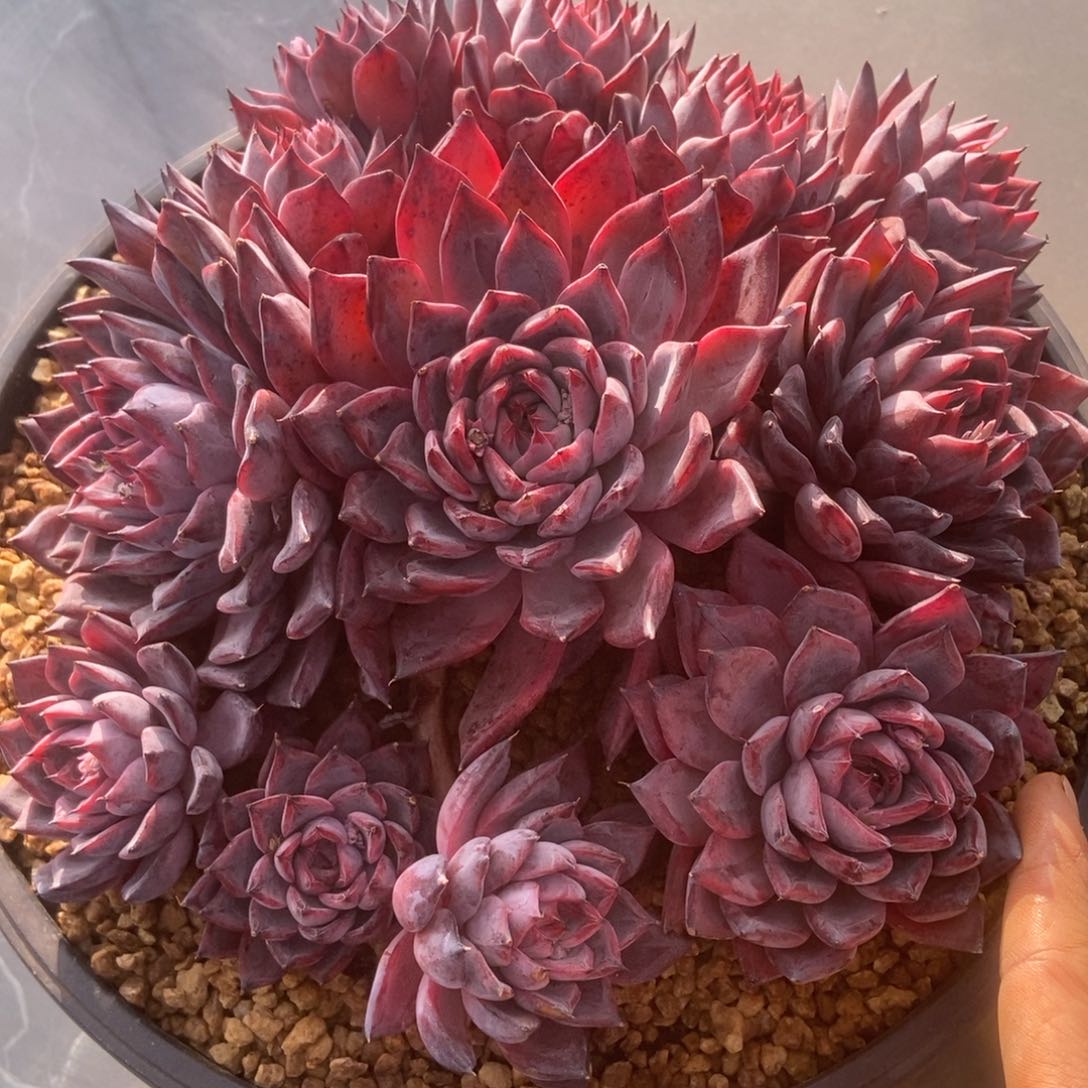 黑天鹅多肉多肉多肉多肉多肉