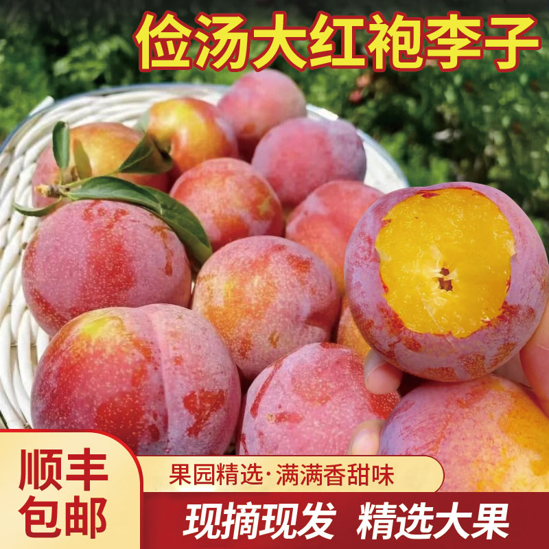 辽宁大红袍大李子新鲜现摘当季水果【顺丰包邮】