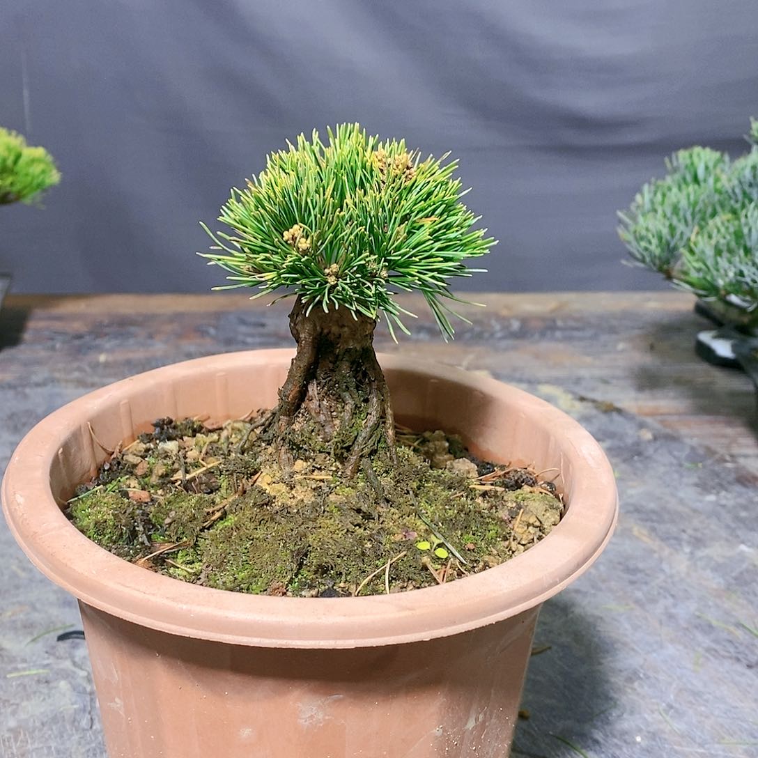 【闪购商品】无花朵松