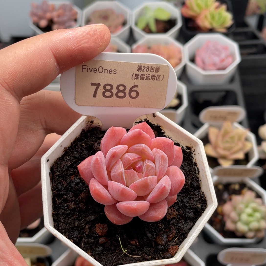 草莓果酱7886-4.5厘米