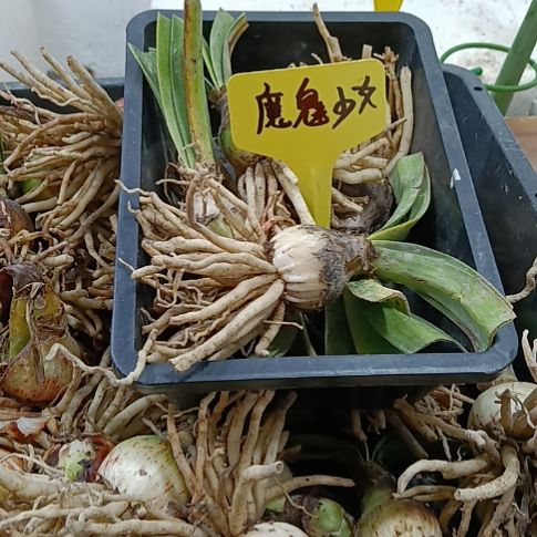 无花朵魔魅少女2-3发5个