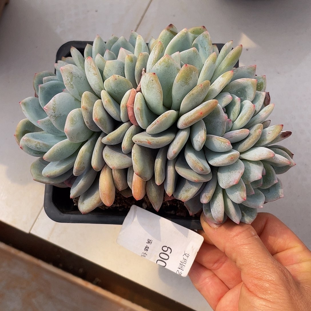 橙子朵缀600 多肉多肉多肉有砍