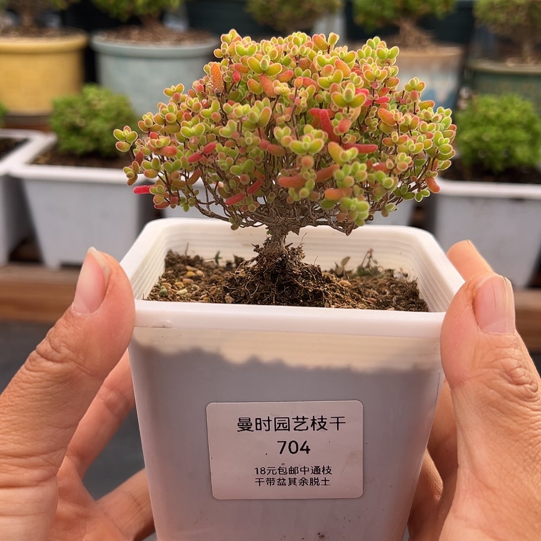 704号密橘糖球12.20多肉