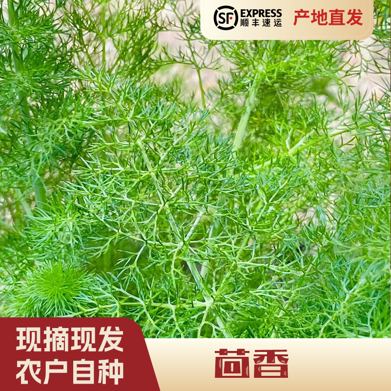 【发顺丰快递6号】茴香（送1斤小鱼干）