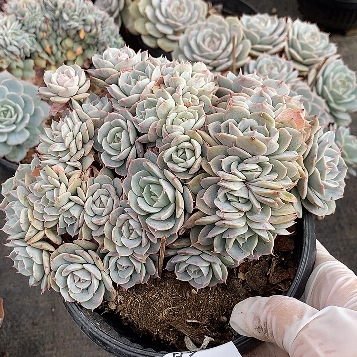 小七夕多肉雪域蓝巴黎26微瑕