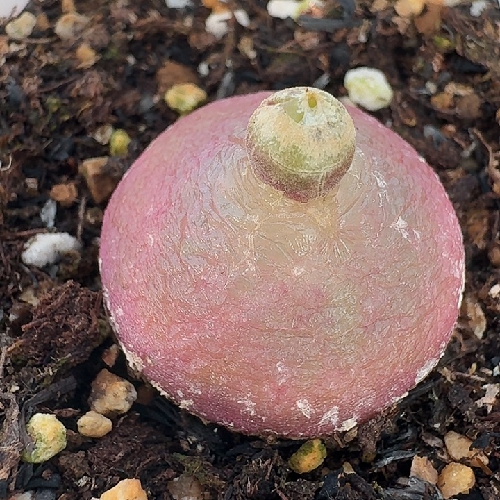 老马生石花2.4灯泡2850