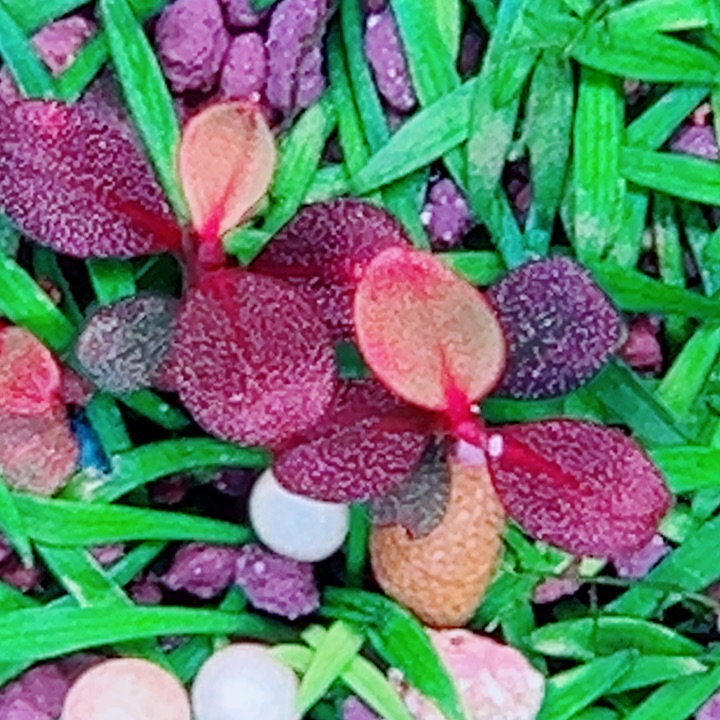 福利81号福利价植物一头