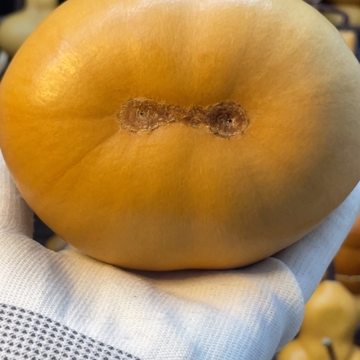 冬***把苹果连体葫芦葫芦