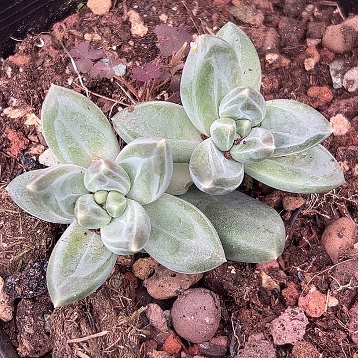 雪戴利个体美人特价