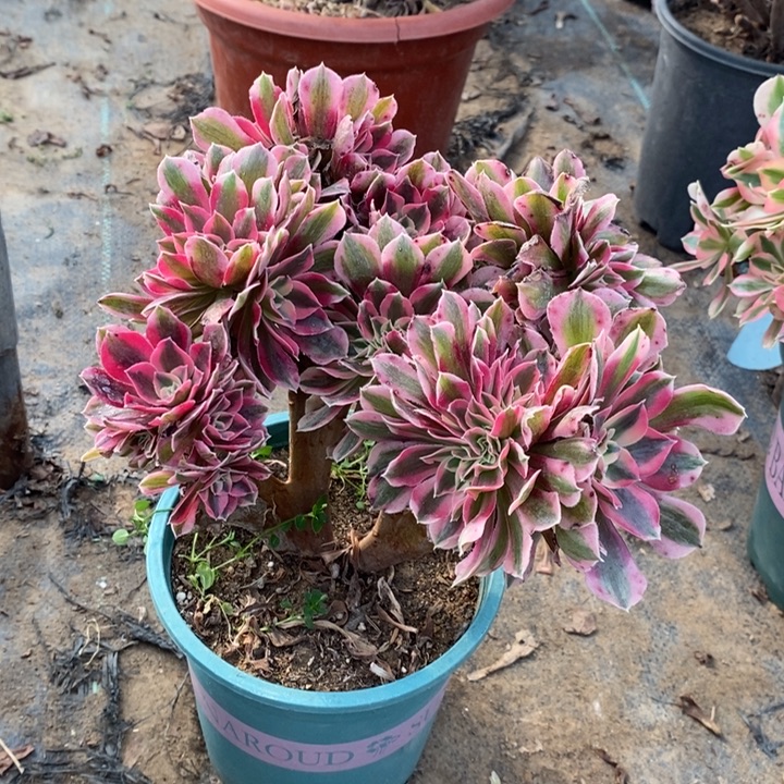 粉女巫缀多肉植物36。 