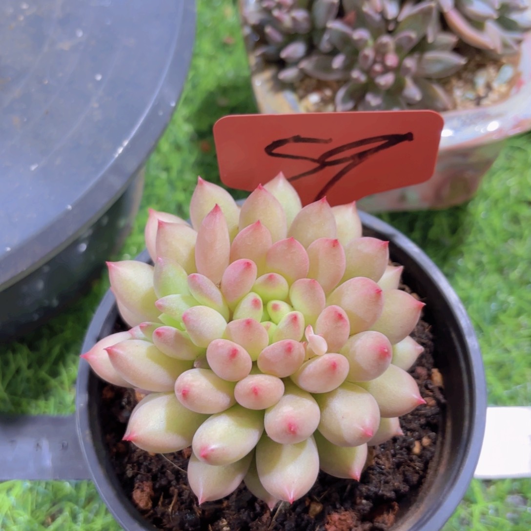 时****他我的小可爱小可爱小可爱