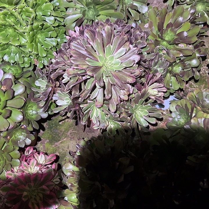 婉***不包侧枝一物一拍98