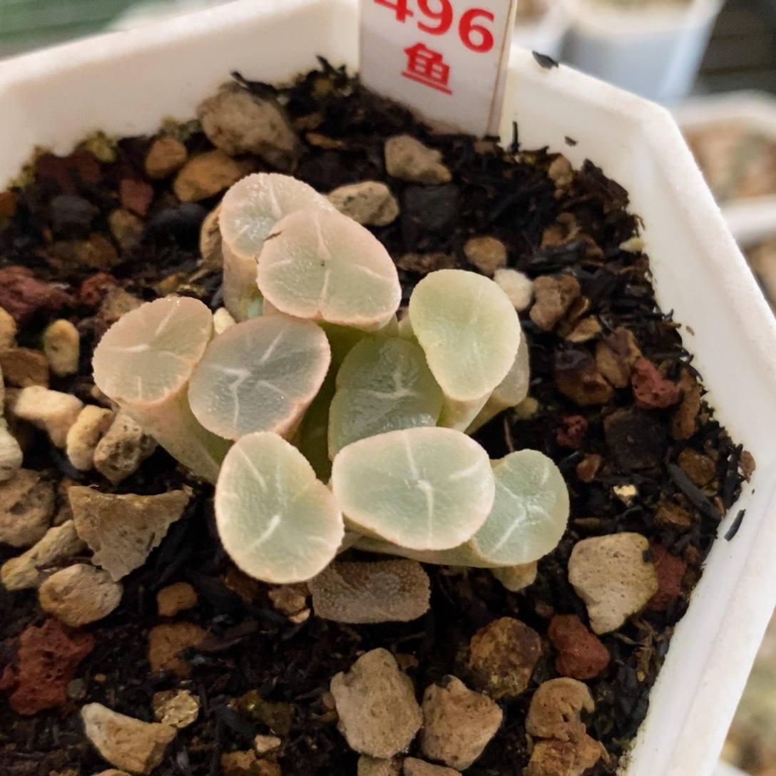 `****496白万象锦一物一拍