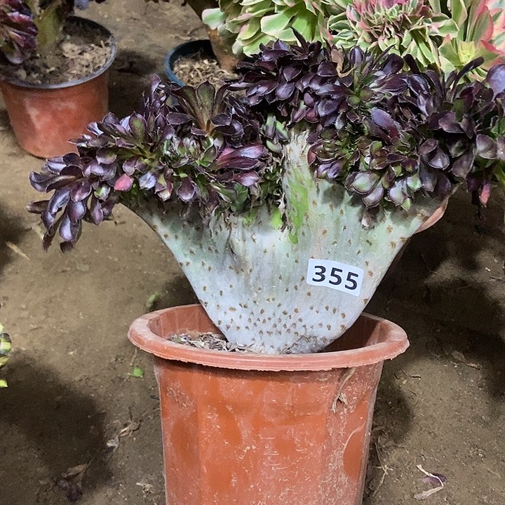 355花蝴蝶退锦缀化