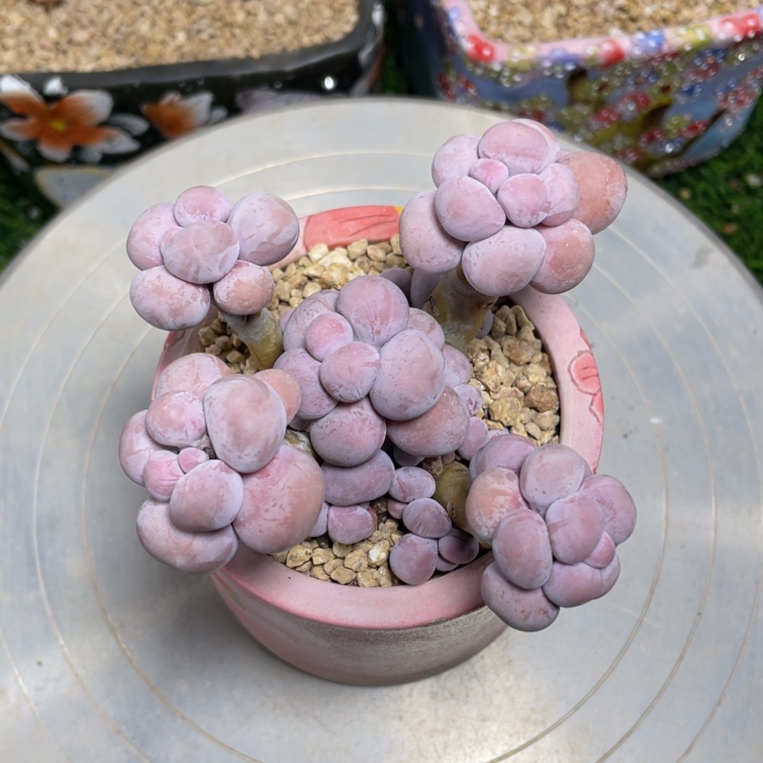 水光针奶酪多肉植物
