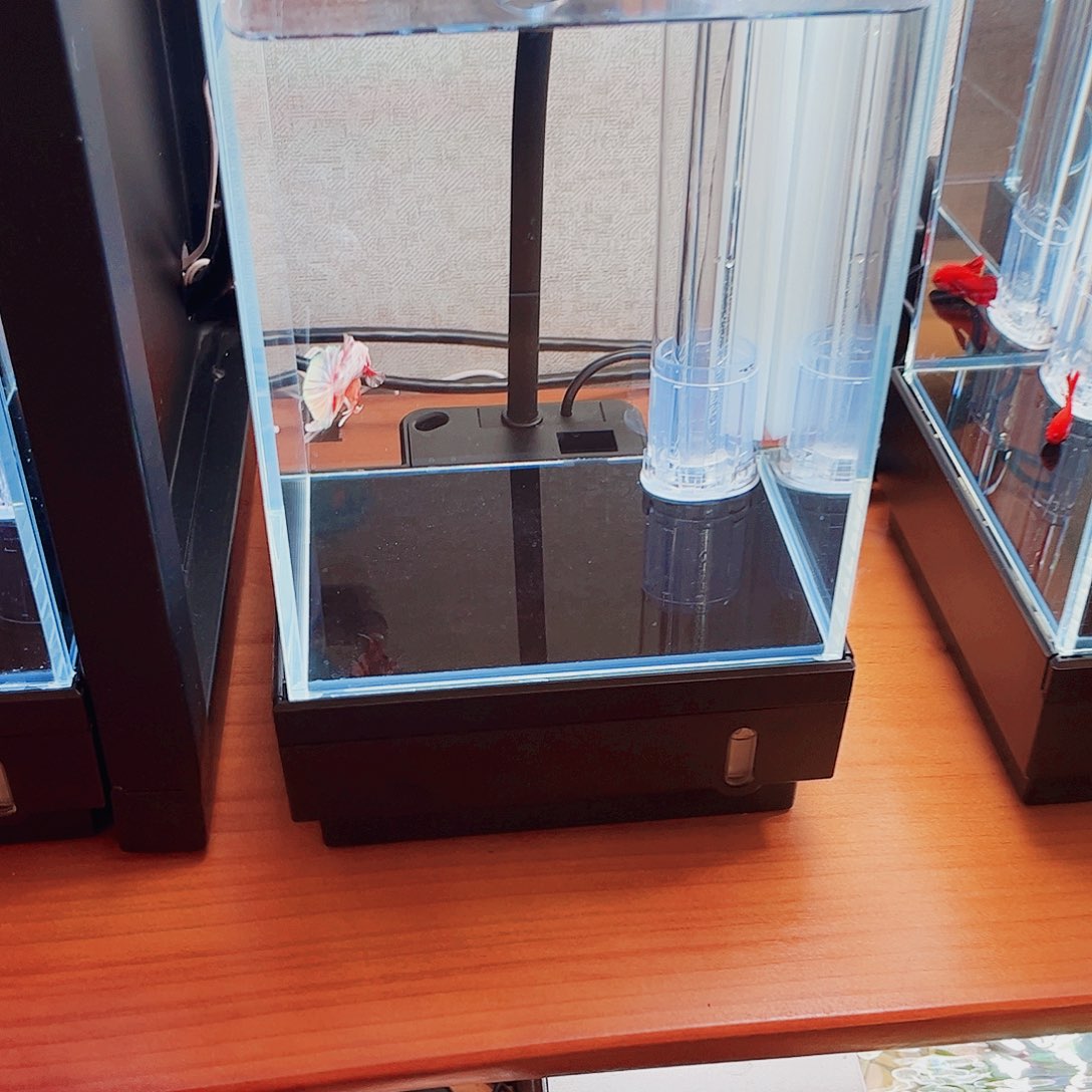 K***e海水鱼宙斯斗鱼竞拍10-26