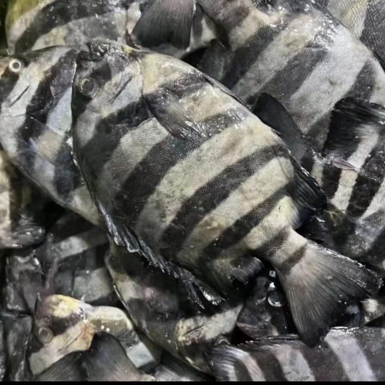 野生海捕石雕斑马鲳鱼大小不一急冻发货内脏部位少量脱刺属于正常