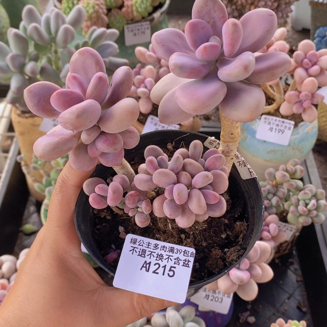 腰子桃蛋8cm215多肉植物