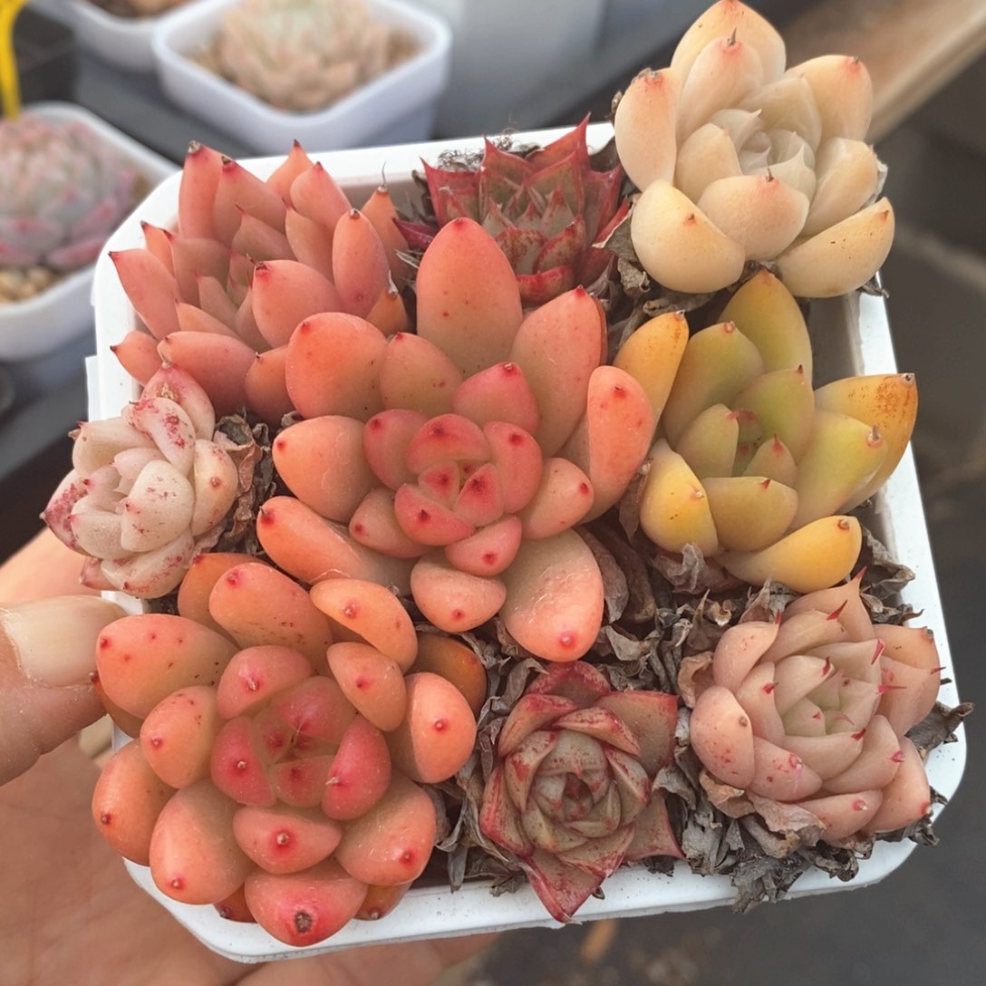 精品多肉一物一拍不包整93