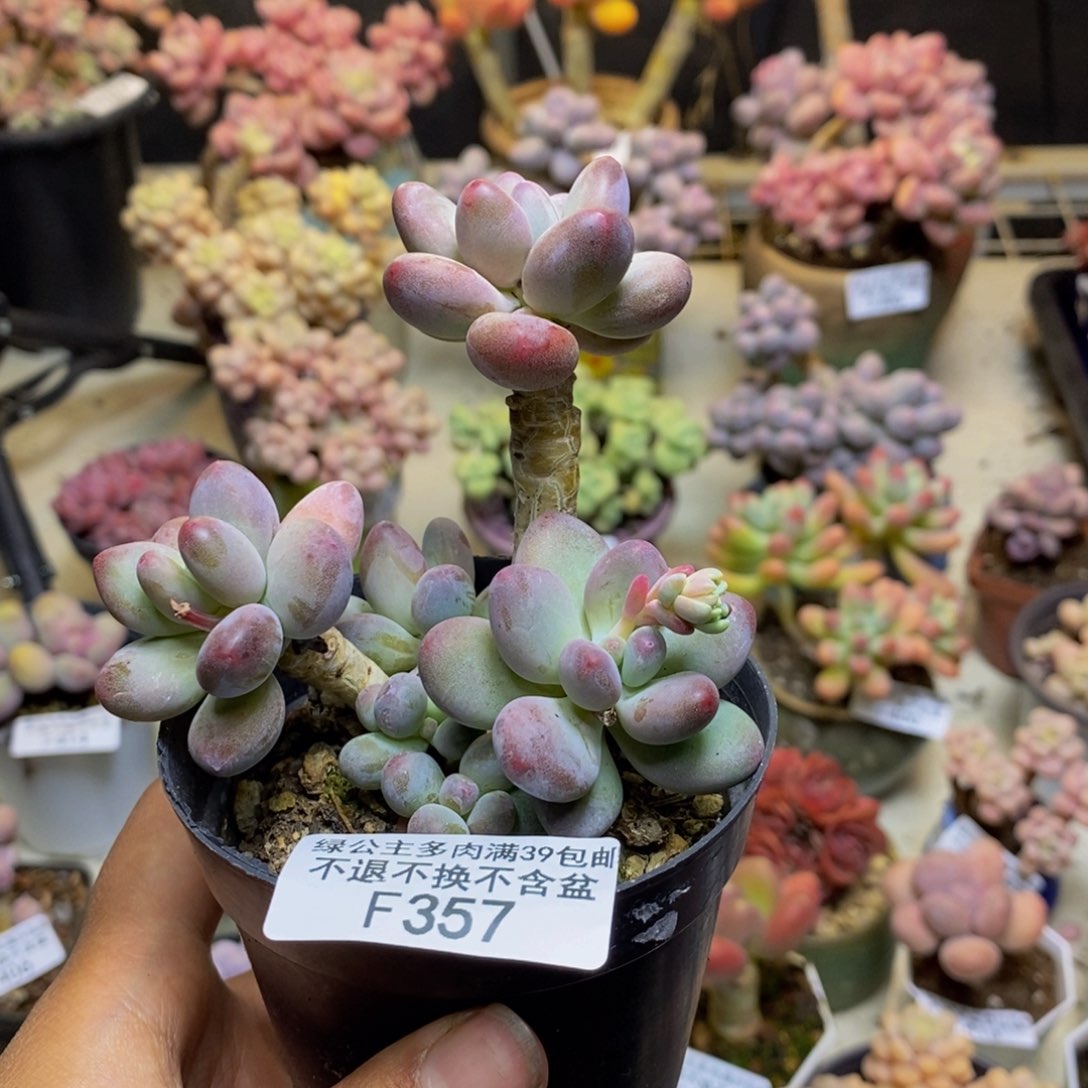 357苹果奶多肉7c