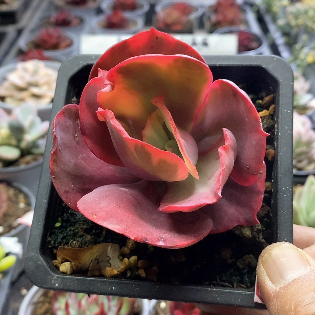 1323多肉火烈鸟锦