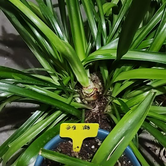 雏鹤5+带8侧，群芳谱5带30侧