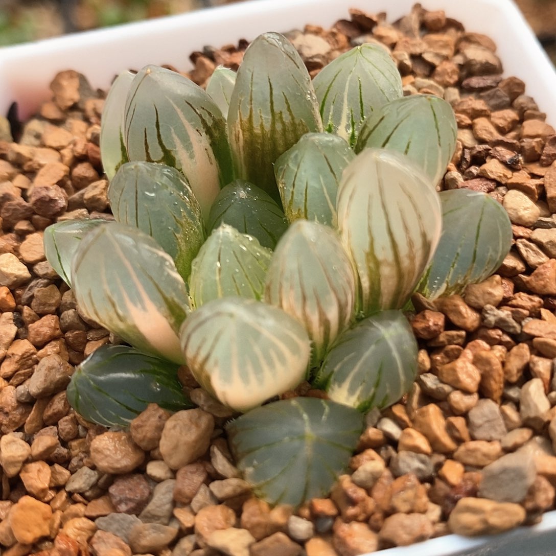 5号霓虹灯玉露锦一物一拍