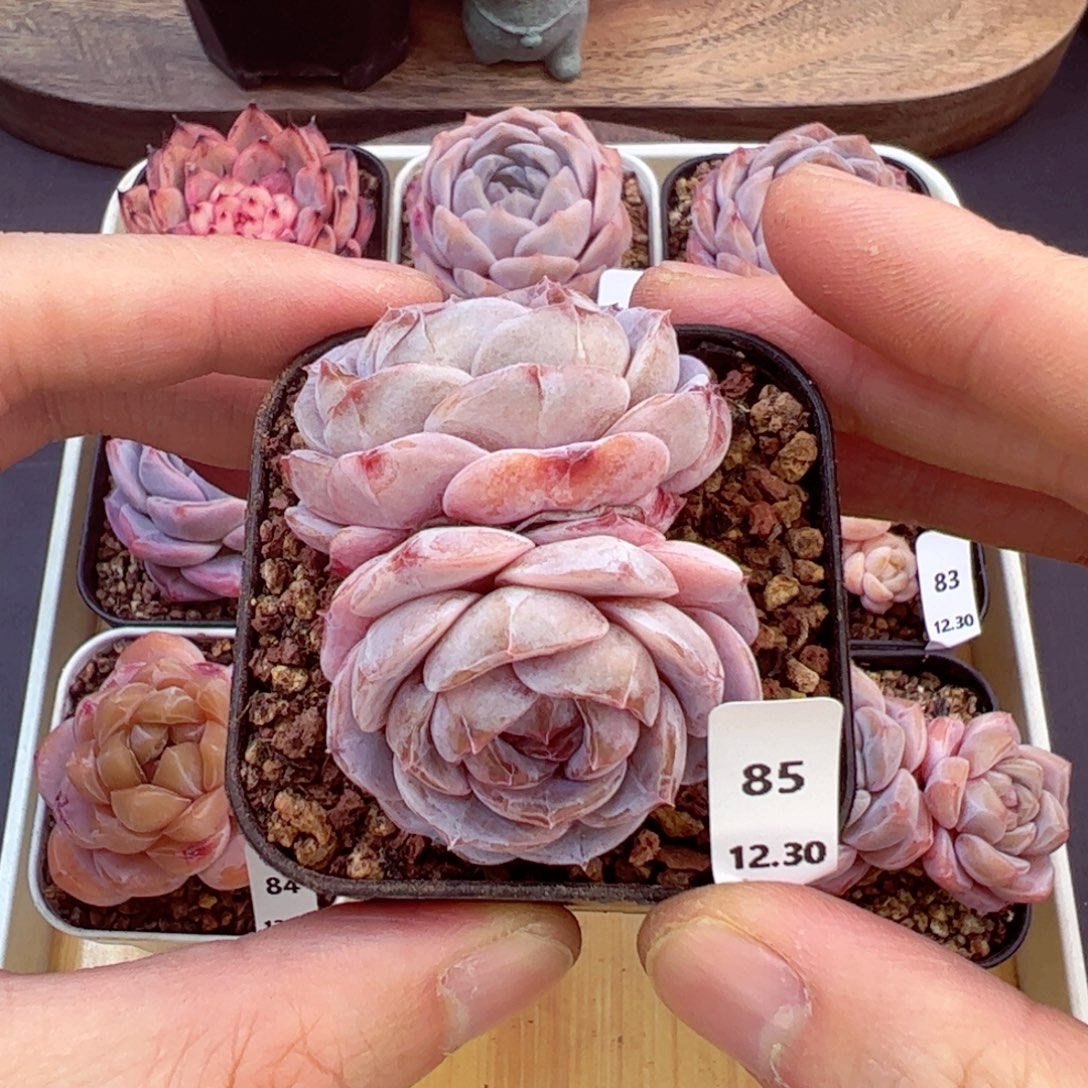 好好看85、哈哈哈哈