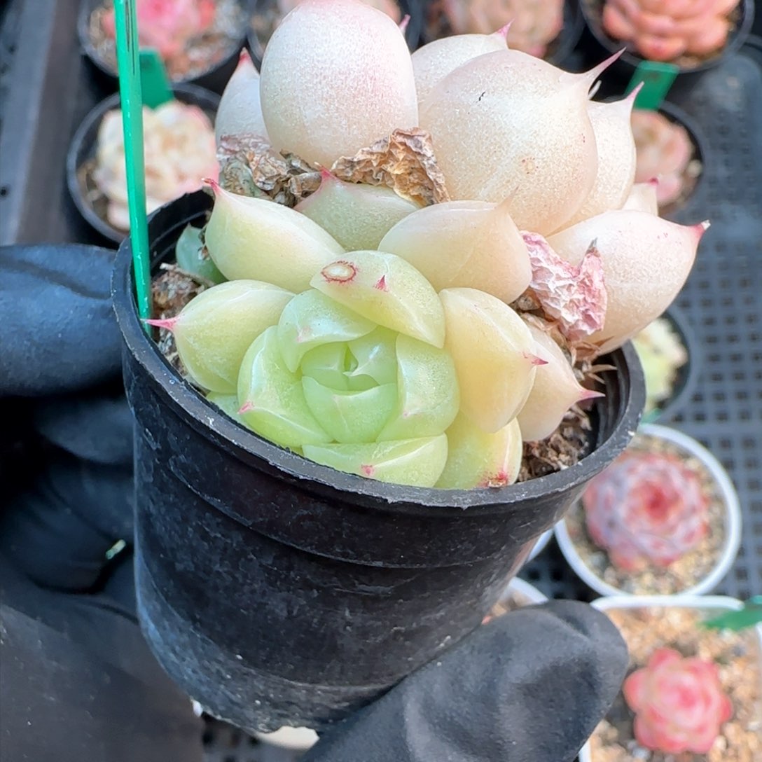 69     麦秆不包整