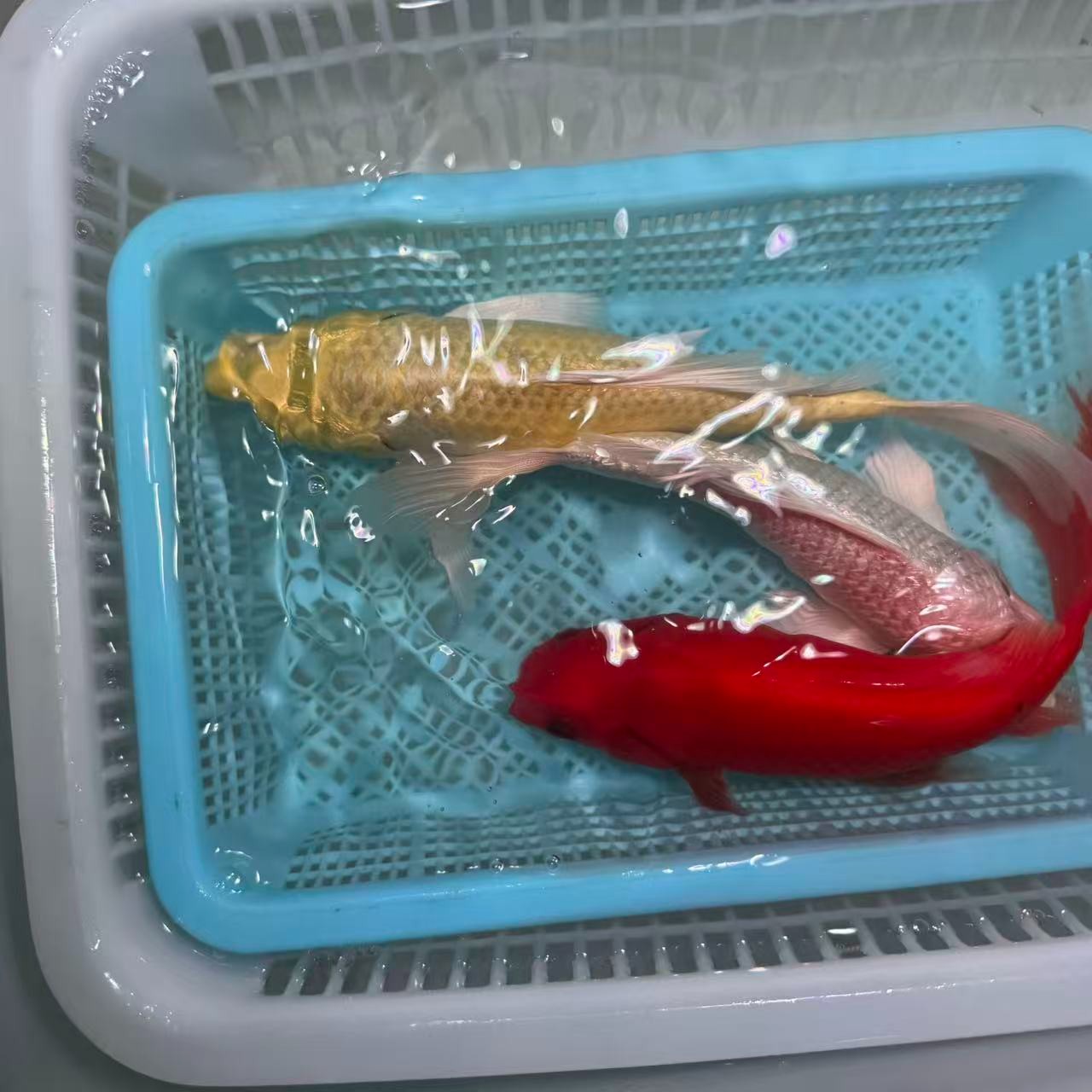 【三条装】15-20公分红鹦鹉白蝴蝶黄蝴蝶冷水鱼观赏鱼包邮