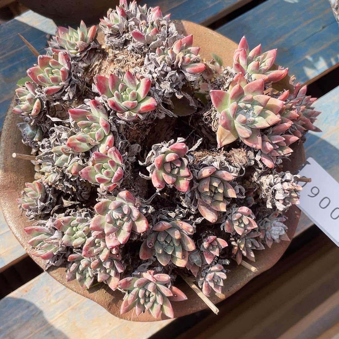 瑕疵特价不售后10060