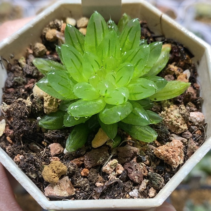 【闪购商品】16变异樱变女神