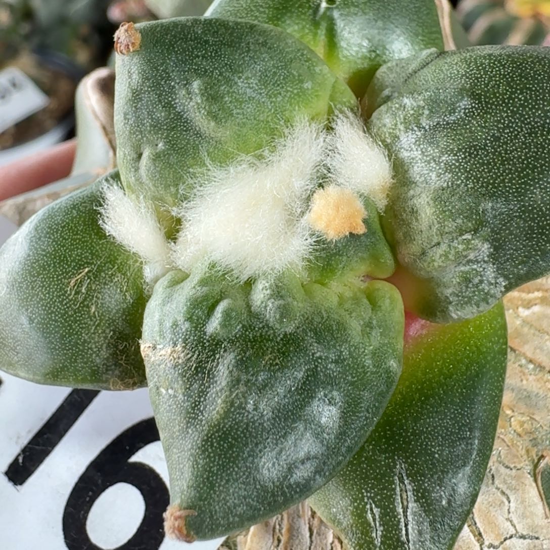 【闪购商品】大尤村主怒涛416鲜人球