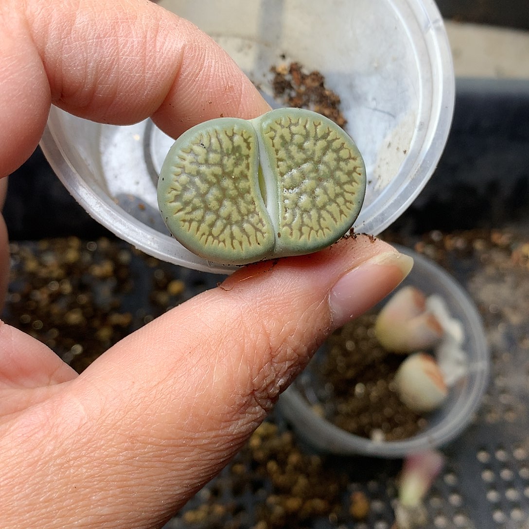 u****4K08多肉植物保护研究所