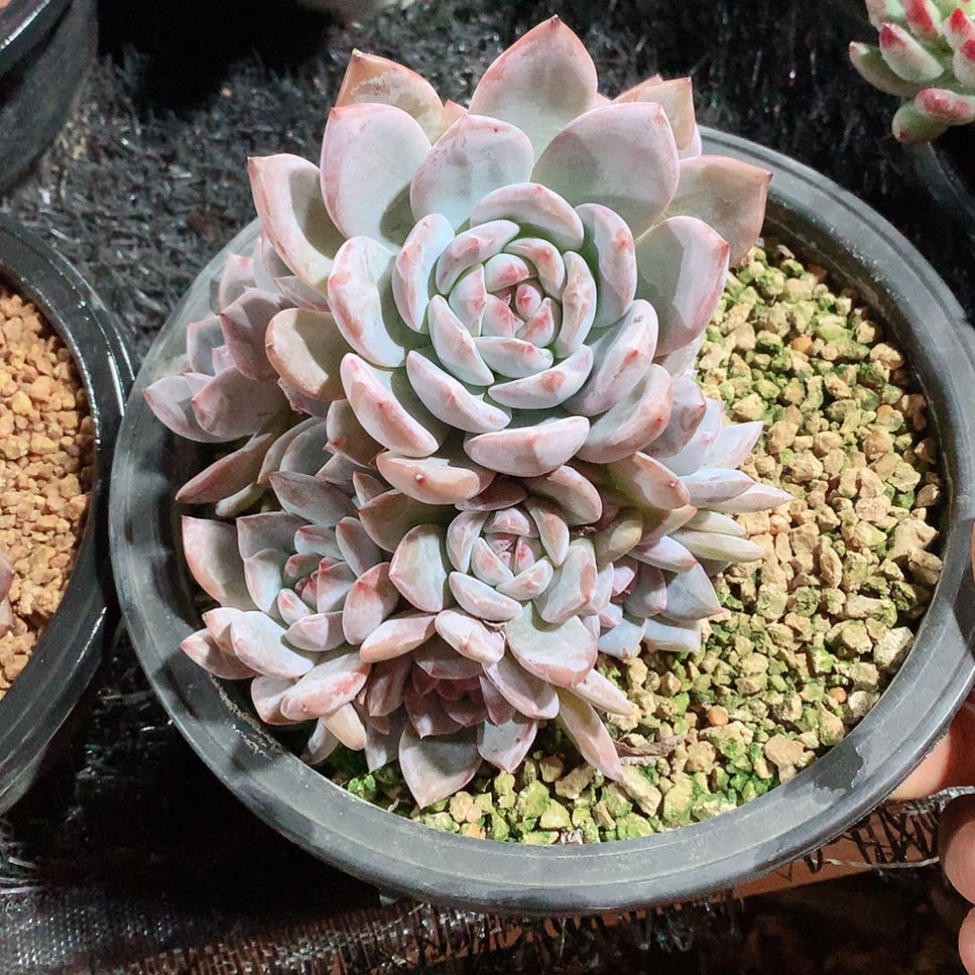 多肉植物星影11头