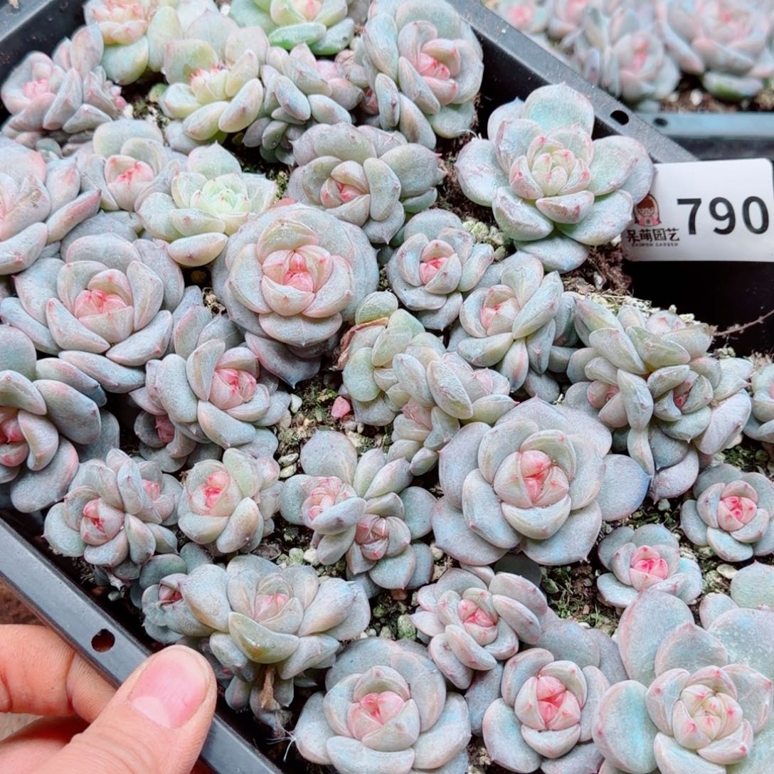 嘉***多肉植物多肉植物