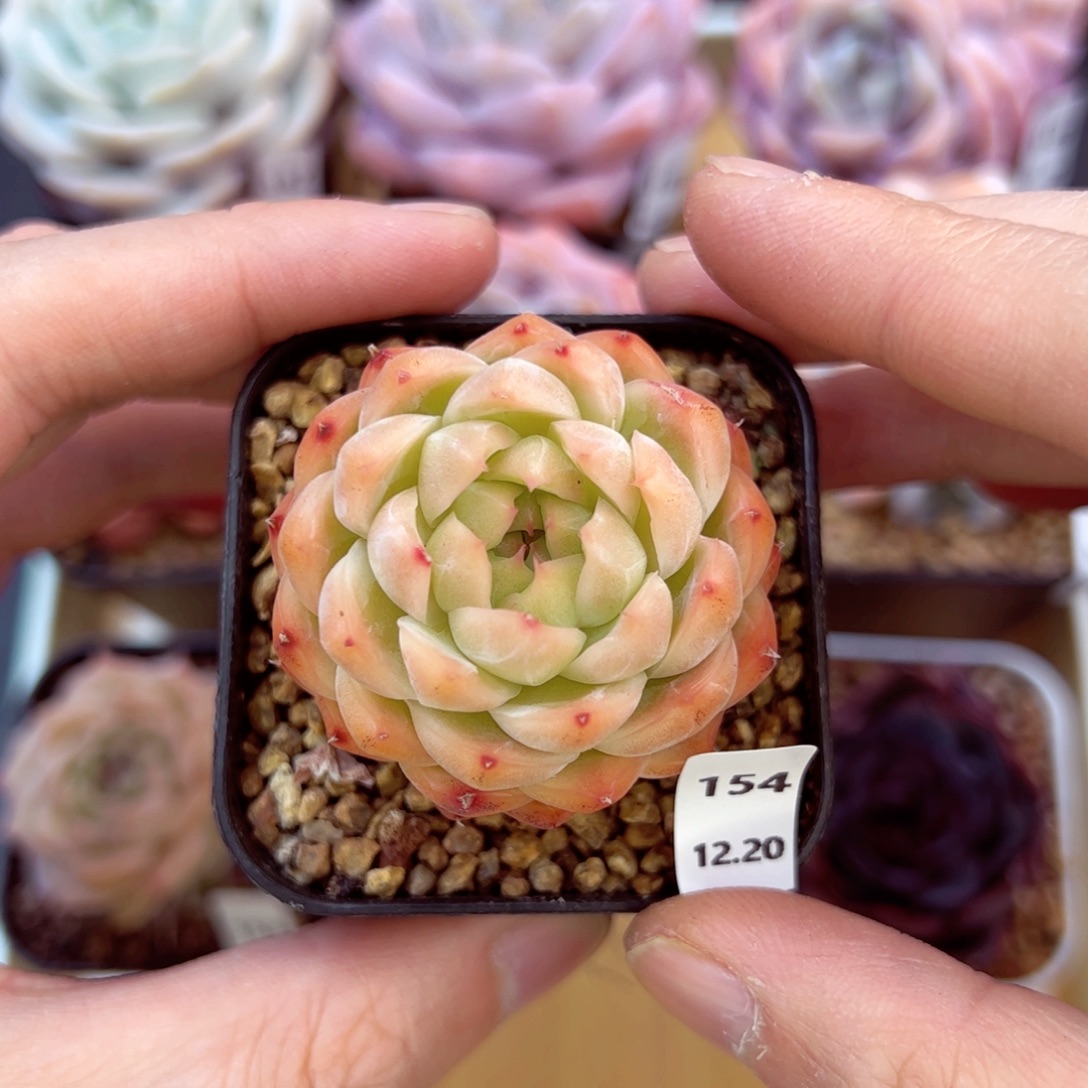 好好看154、哈哈哈哈