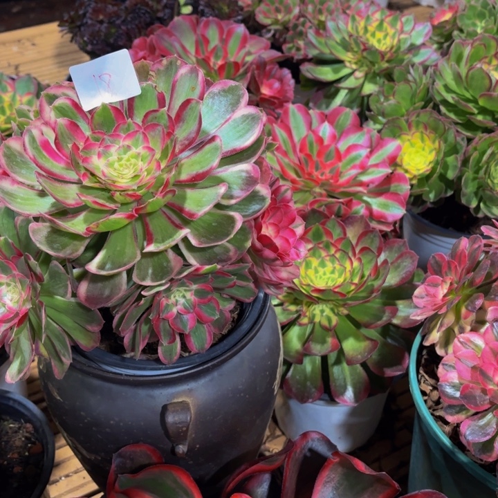 云南孔雀翎好看18号