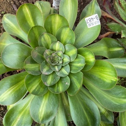 487燕姿中斑满25包邮多肉