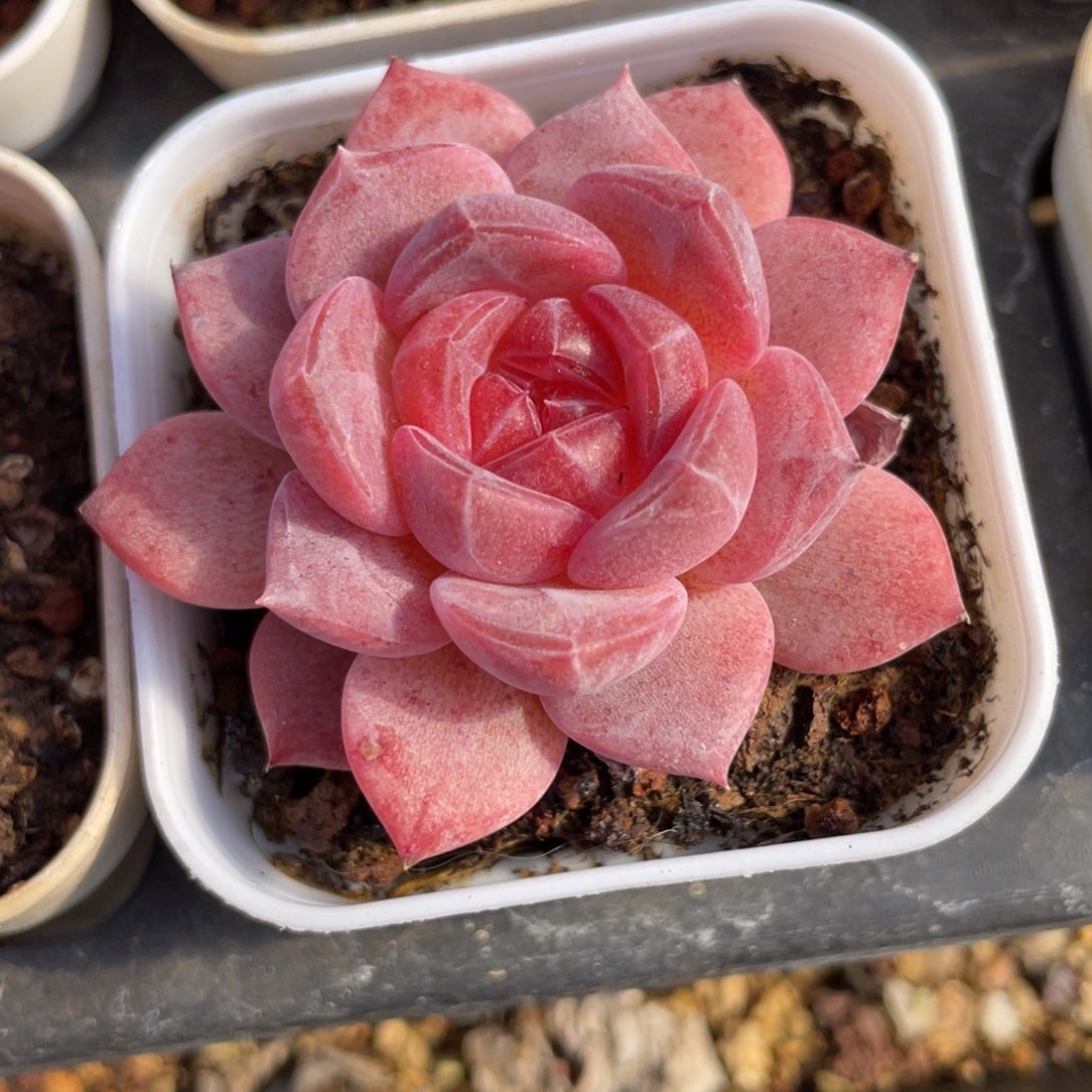 优选琥珀珍妮多肉1801