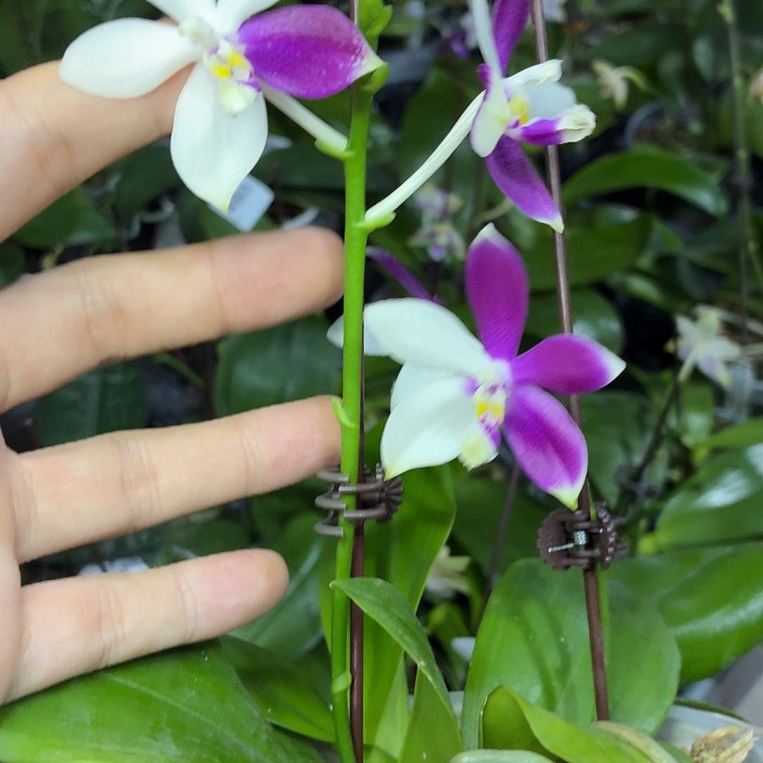 当前无花朵，栽培后可花朵A507yss1215